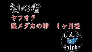 ヤフオクで買った煌（きらめき）めだかの卵の1か月後