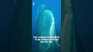 World's First Marine Refuge for Sperm Whales in Caribbean Island | Subscribe To Firstpost