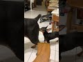 Mini Pinscher Sniffs Doberman’s Butt #dog #miniaturepinscher #doberman