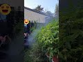 植物驅蟲與補充肥料 今日農活 有機除蟲 森林有塊田