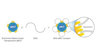 Introducing Illumina DNA Prep with Enrichment