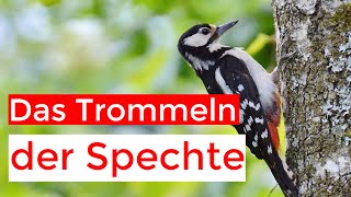 Spechte an Trommeln, Gesängen und Rufen erkennen