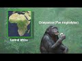 chimpanzees environmental enrichment