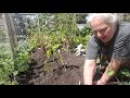 JULY SUCCESSION PLANTING spring onions and radish