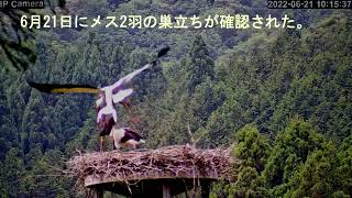 2022年福井県越前市 坂口地区 コウノトリ繁殖の記録Ⅱ（足環装着から巣立ちまで）