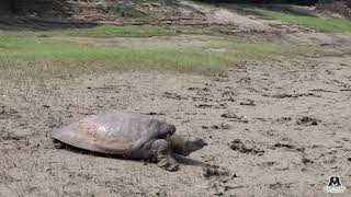 MASSIVE SOFTSHELL TURTLE RESCUED FROM A VILLAGE IN AGRA!