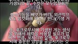 【열람주의】 아마존에 숨어있는 위험 생물 랭킹 TOP10