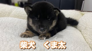 豆柴の子犬が家にやってきた！　成長記録