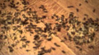 Ant Infestation..  HELP!!