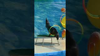 Fur Seal practicing hula hoop #hulahoop #circus #fur #seal #practice #perf #nature #wildlife HA36196