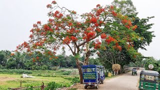 Bangladesh Nobiganj (Area) Drone Footage 2021 🇧🇩