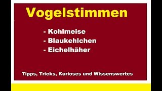 Vogelstimmen im Wald 2 Kohlmeise - Blaukehlchen - Eichelhäher Gesang der Vögel Stimme