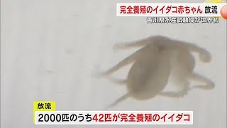 世界初の完全養殖に成功！瀬戸内の特産「イイダコ」香川県水産試験場が備讃瀬戸に放流【香川】 (24/07/09 18:00)