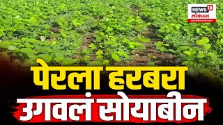 Farmers News : खरिपात पेरलेलं सोयाबीन रब्बीत उगवल्याचा प्रकार | N18V |