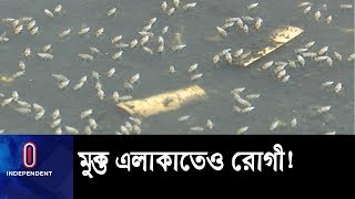 মশা মারার অভিযান নেই, আক্রান্ত ২৫০ || Dengue Update