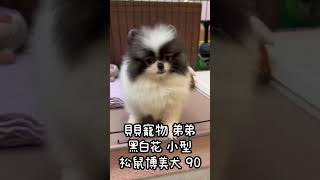 貝貝寵物專業犬舍-小型 黑棕白 松鼠博美 90號