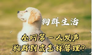 狗群生活：一群狗应该怎么管理？怎么平衡关系？怎么训练？这样的视频你绝对找不到第二个