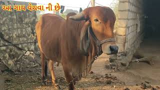 આ ગાય વેચવા ની છે || વિહાય એવી ગાય છે || cow sell