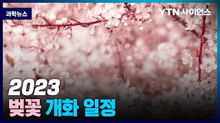 [과학뉴스] 2023, 벚꽃 개화 일정 발표 .. 3월20일 제주 시작