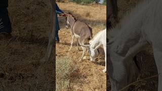 Donkeys with man #trending #youtube #foryou