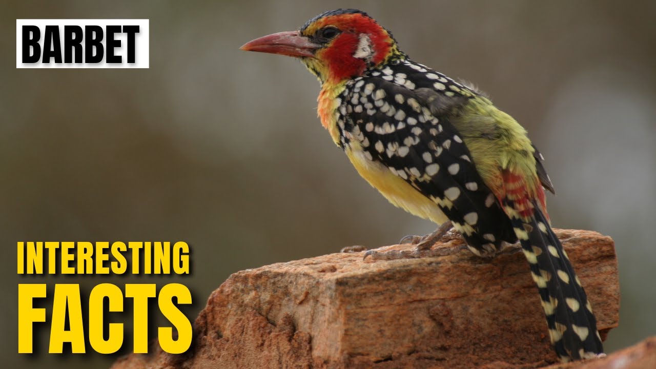 Amazing Facts Of Barbet Interesting Facts The Beast World Youtube