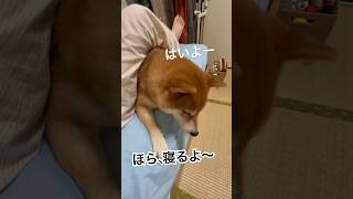 寝るときは必ずここに来る柴犬　#柴犬 #しばいぬ #犬のいる暮らし #ムッチョ柴犬 #マックス #shiba #shibainucoin #shorts #かわいい #癒し #おもしろ #寝る #犬