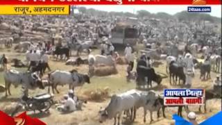 Rajur : Ahmednagar Dangi Animal Exhibation