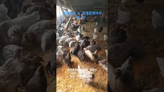 청계 중닭\u0026  청계 큰병아리 분양, 청계종계농장,2025,2,8,