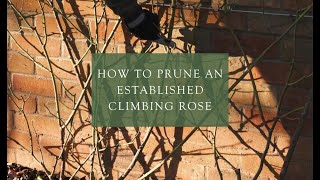 Pruning an established climber