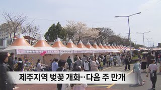 제주지역 벚꽃 개화‥다음 주 만개