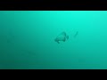 wreck diving the booya in darwin harbour nt in hd