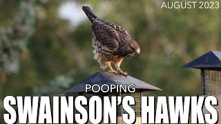 Juvenile Swainson's Hawks pooping | grafxbylisa