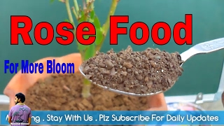 गुलाब के पौधे में कैसा खाद डाले / How to Feed Rose Plant for more bloom / Mammal Bonsai गुलाब के पौधे में कैसा खाद डाले / How to Feed Rose Plant for more bloom / Mammal Bonsai