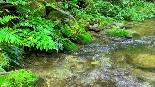 Wonderful Sounds of Nature, Gentle Stream Sounds, Chirping Birds, White Noise for Relaxation, ASMR