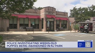 Monmouth County SPCA searching for owner of abandoned dogs