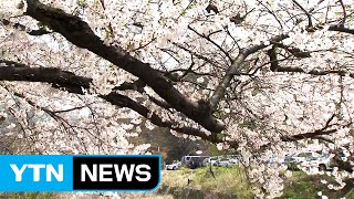 벚꽃 활짝...나들이객 반기는 계룡산 / YTN (Yes! Top News)