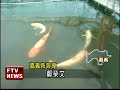 大頭鰱砂鍋 魚骨香酥肉鮮嫩－民視新聞