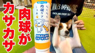 【乾燥】カサカサになった肉球をしっとりさせたい！［しゃべる犬 ジャックラッセルテリア］