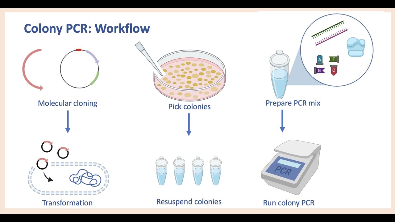 Colony PCR | Screening Bacterial Colonies | Designing Primers - YouTube