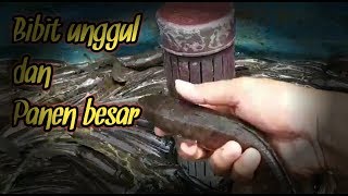 BUDIDAYA IKAN GABUS / DARI BIBIT SAMPAI PANEN