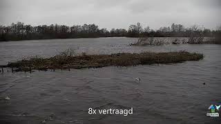 Lepelaar Nieuwkoopse plassen 2020 02 16 10.29 is het een vis