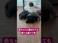 上に乗られても気にせず寝てる黒ラブ君 ラブラドールレトリバー