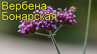 Вербена бонарская. Краткий обзор, описание характеристик, где купить саженцы verbena bonariensis