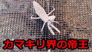 【カマキリ界の帝王】ダブルシールドマンティスの狩り　コオロギ編　Emperor of the praying mantis world