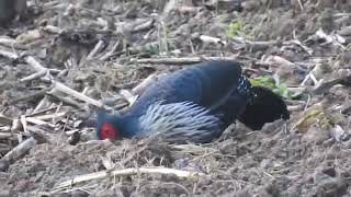 कालिज The kalij pheasant (Lophura leucomelanos)