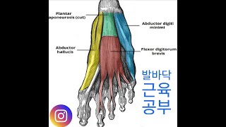 [홍정기의 똑똑똑 운동법] 발 내재근 운동