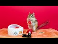 【リスのasmr】種がたまらない！？シマリスのイチゴタイム chipmunk and strawberry