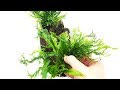 EASY Aquascapes with Tropica AquaDecor