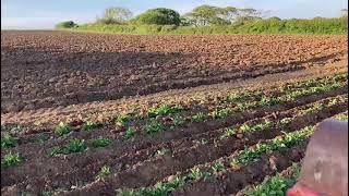 Organic Potatoes