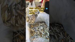 পানির দামে পদ্মা নদীর মাছ #bangladesh #hatbazar #padma #river #padmariver #fish